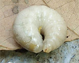 オオハキリバチ幼虫