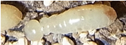 アメリカカンザイシロアリ職蟻