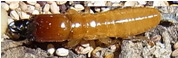 アメリカカンザイシロアリ兵蟻