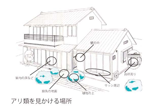 アリ類の侵入口