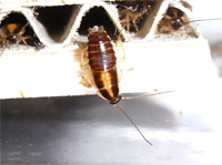 チャバネゴキブリ幼虫