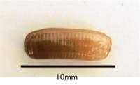 チャバネゴキブリ卵