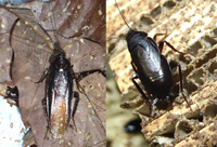 ヤマトゴキブリ左写真は雄成虫、右写真は雌成虫
