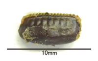 ヤマトゴキブリ卵