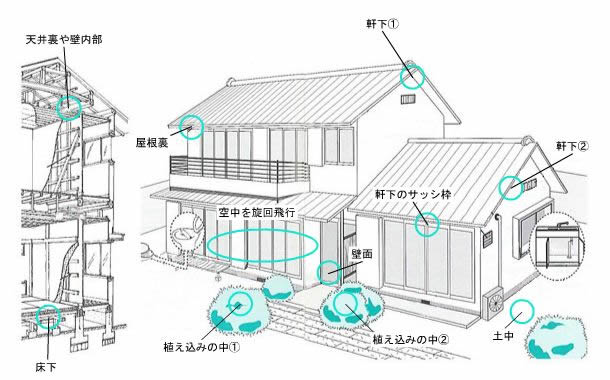 ハチの営巣場所