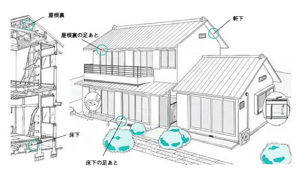 ハクビシン等の侵入口