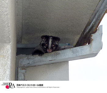 軒下（侵入したハクビシン）