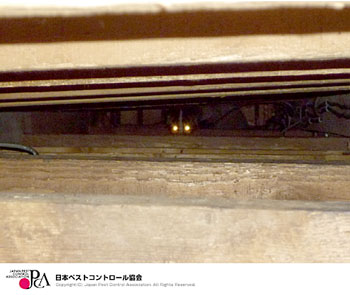 屋根裏（侵入したハクビシン）