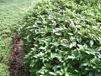 植え込みなどの茂みの中