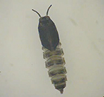 ホシチョウバエ蛹