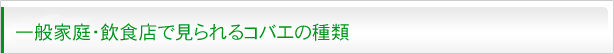 一般家庭・飲食店で見られるコバエの種類