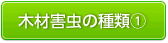 木材害虫の種類1