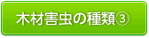 木材害虫の種類3