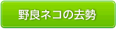 野良ネコの去勢