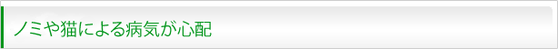 ノミや猫による病気が心配