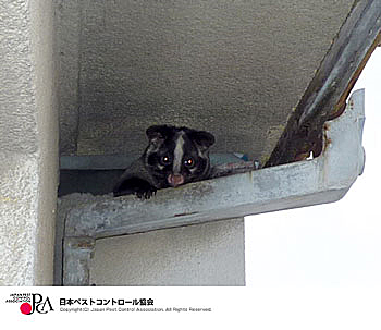 小動物が営巣している①