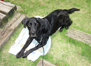 犬小屋がある