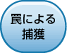 罠による捕獲