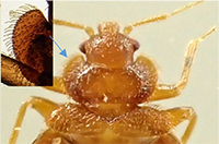 アシナガバチ類の防除